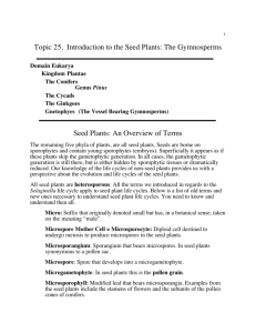 "pdf" copy of Topic 26: Gymnosperms