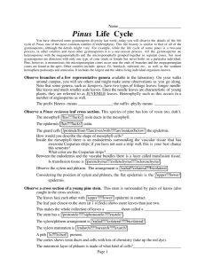 Pinus Life Cycle