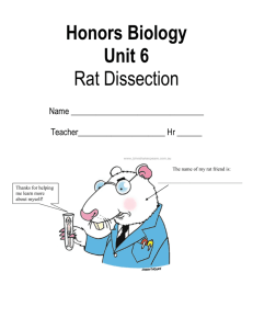 Honors Biology Unit 6 Rat Dissection