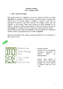 1 National 5 Biology Unit 2 summary notes 1. Cells, tissues and