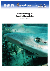 General biology of Chondrichthyan fishes