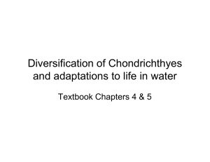 Chondryichthyes and life in water