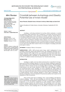 Crosstalk between Autophagy and Obesity