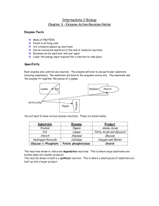 Intermediate 2 Biology Chapter 3 – Enzyme Action Revision Notes