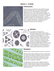 Station 1: Protists Paramecium: Diatoms Spirogyra: