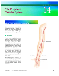 The Peripheral Vascular System The Peripheral Vascular System