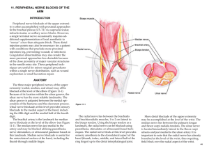 Chapter 11 – Peripheral Nerve Blocks of the Arm
