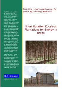 Short Rotation Eucalypt Plantations for Energy in Brazil. IEA
