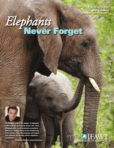 Elephants, Never Forget