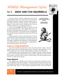 Gray and Fox Squirrels - Oklahoma Department of Wildlife