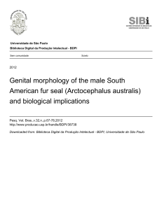 Genital morphology of the male South American fur seal