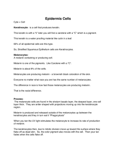 Epidermis Cells