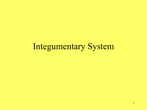 Integumentary System PDF - Effingham County Schools