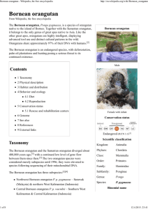 Bornean orangutan - Wikipedia, the free encyclopedia