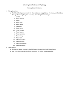 Urinary System Anatomy and Physiology Urinary