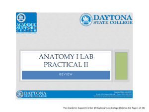 Anatomy I Lab Practical II