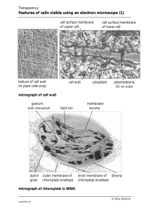 Features of cells visible using an electron microscope (1)