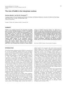 The role of NuMA in the interphase nucleus
