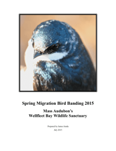 Spring Migration Bird Banding 2015