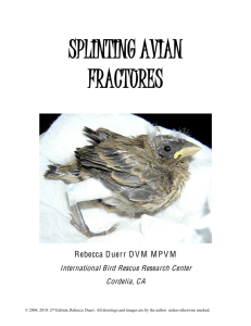 splinting avian fractures - International Wildlife Rehabilitation Council