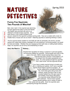 Nature Detectives: Funny Fox Squirrels