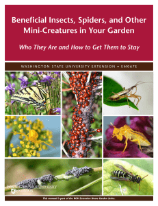 Beneficial Insects, Spiders, and Other Mini