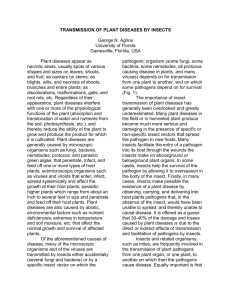 transmission of plant diseases by insects