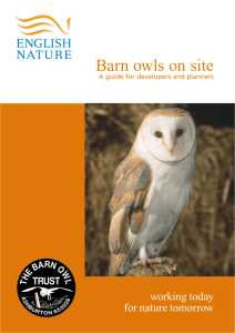 Barn Owls on Site: A guide for developers and planners