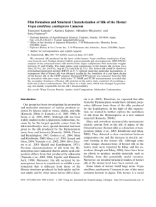 Film Formation and Structural Characterization of Silk of the Hornet