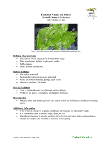 Common Name: sea lettuce - Shaw Ocean Discovery Centre