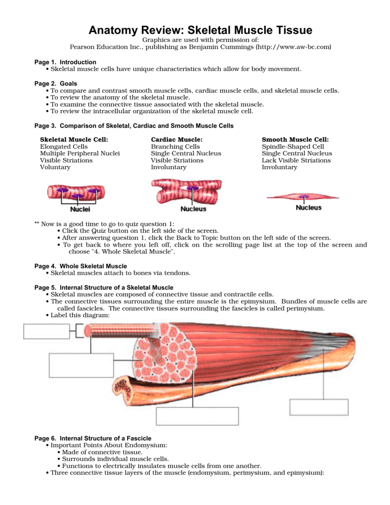 Anatomy Review Skeletal Muscle Tissue