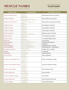 muscle names