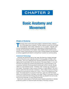 Basic Anatomy and Movement