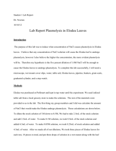 Lab Report Plasmolysis in Elodea Leaves