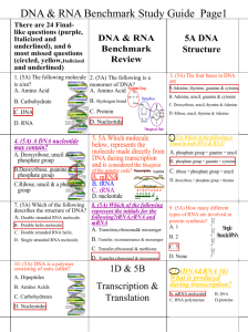 DNA & RNA Benchmark Study Guide Page1