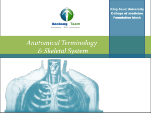 Anatomical Terminology & Skeletal System