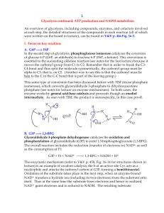 1 Glycolysis continued: ATP production and NADH metabolism An