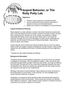 Isopod Behavior, or The Rolly Polly Lab