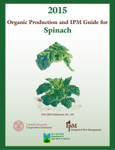 Organic Spinach - New York State Integrated Pest Management