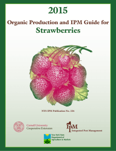 Production Guide for Organic Strawberries