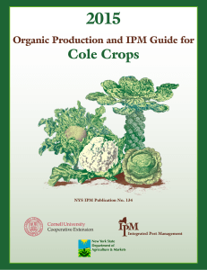 Production Guide for Organic Cole Crops