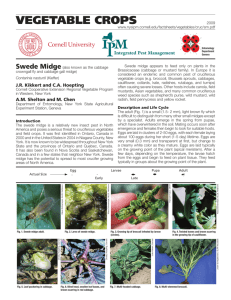Swede Midge - New York State Integrated Pest Management Program