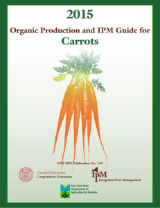 Production Guide for Organic Carrots for Processing