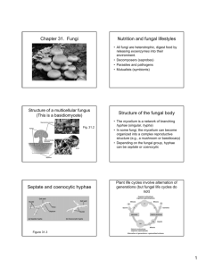 Chapter 31. Fungi Nutrition and fungal lifestyles Structure of the