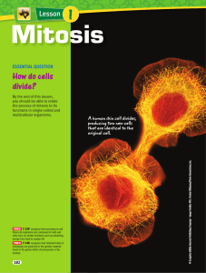 Mitosis - Dimmitt ISD