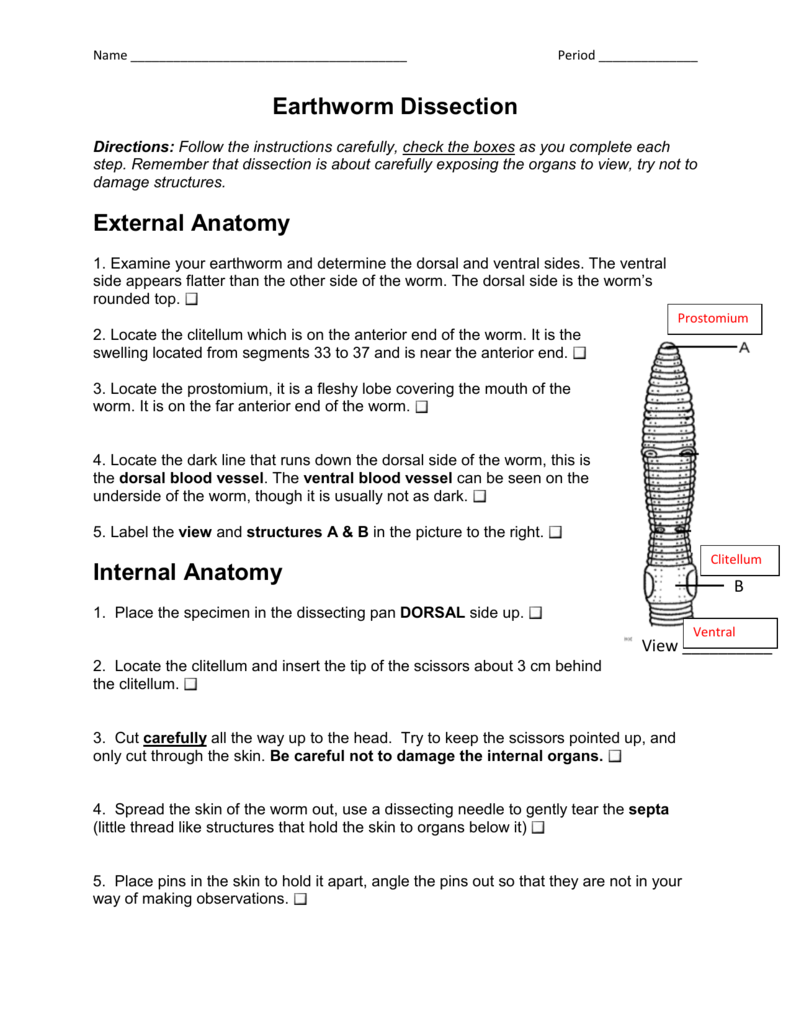 Earthworm Dissection Worksheet Answers