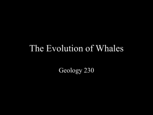 The Evolution of Whales
