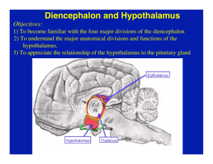 Diencephalon and Hypothalamus