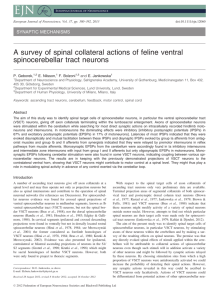 A survey of spinal collateral actions of feline ventral spinocerebellar