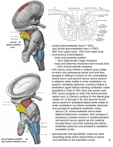 ventral spinocerebellar tract (= VSC) and dorsal spinocerebellar